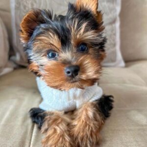 Yorkie